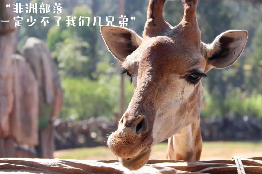 云南野生动物园(微信)