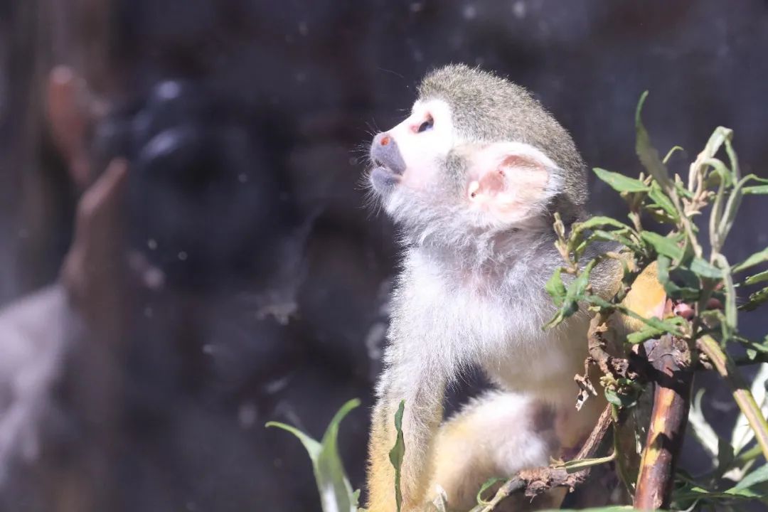 云南野生动物园(微信)