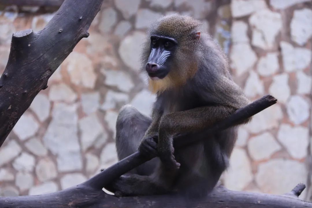 云南野生动物园(微信)