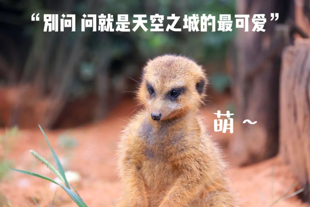 云南野生动物园(微信)