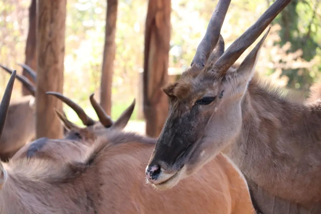 云南野生动物园(微信)