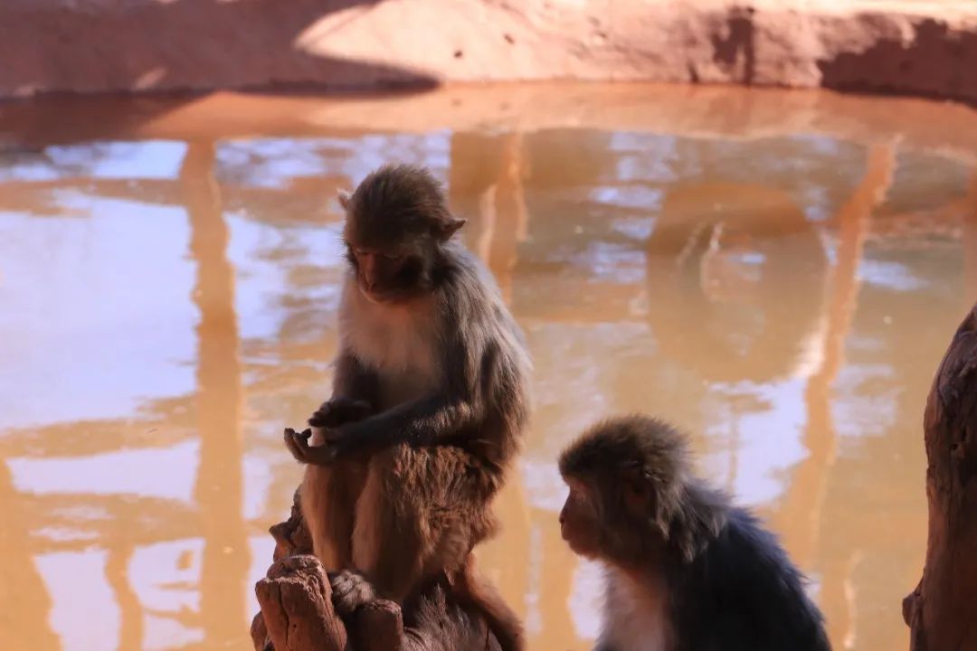 云南野生动物园(微信)