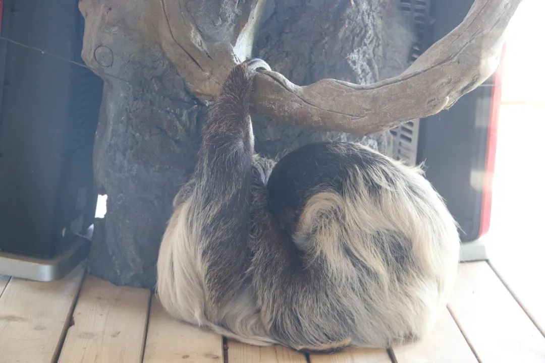 云南野生动物园(微信)