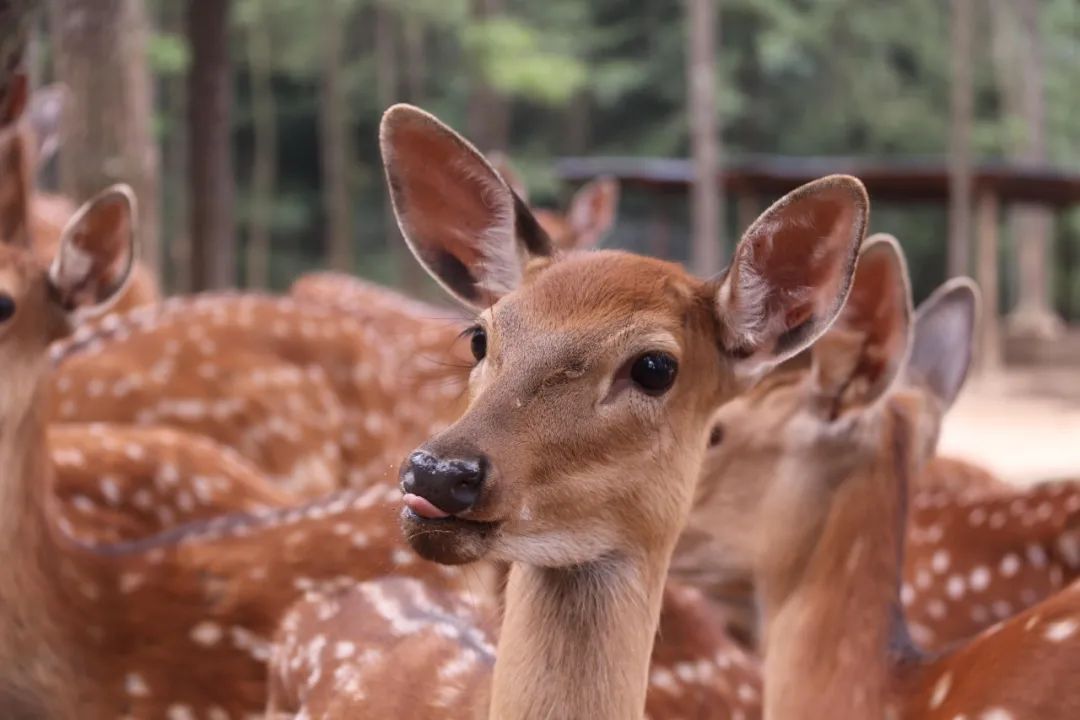 云南野生动物园(微信)