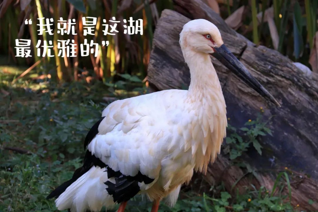 云南野生动物园(微信)