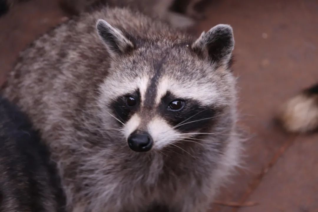 云南野生动物园(微信)