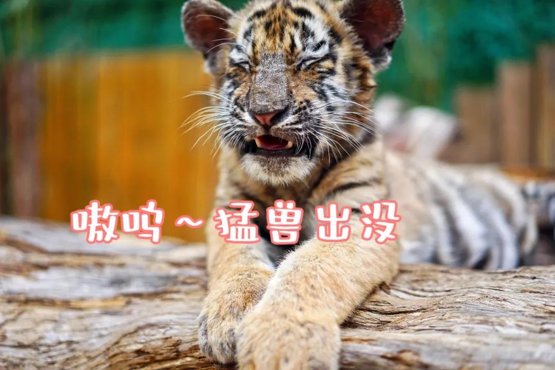 云南野生动物园(微信)