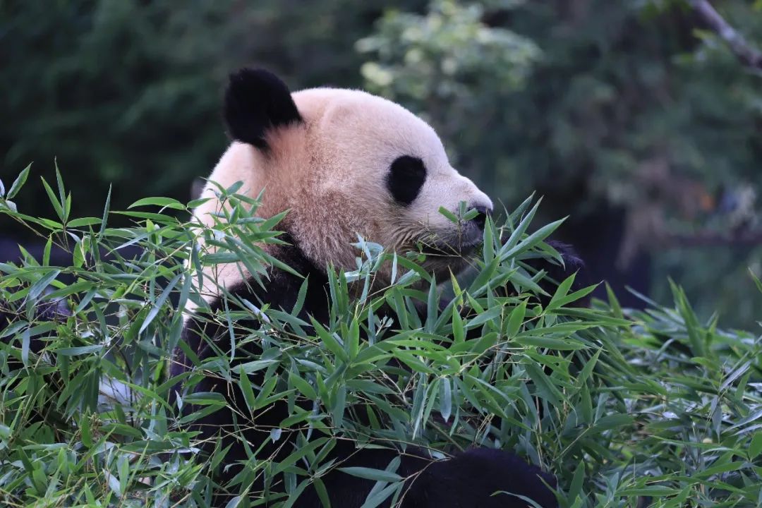 云南野生动物园(微信)