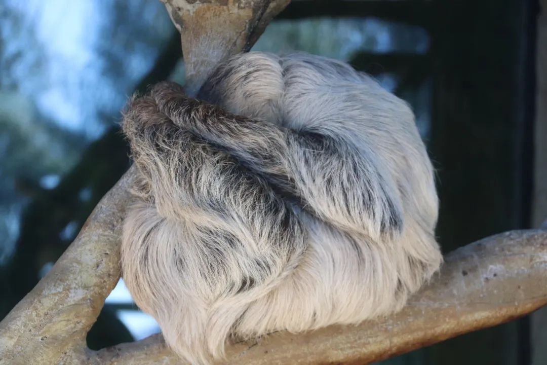 云南野生动物园(微信)