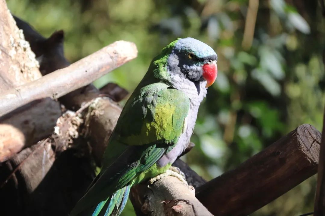 云南野生动物园(微信)