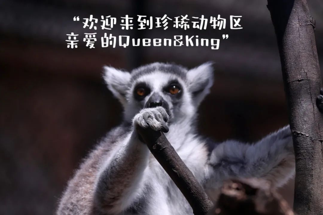 云南野生动物园(微信)