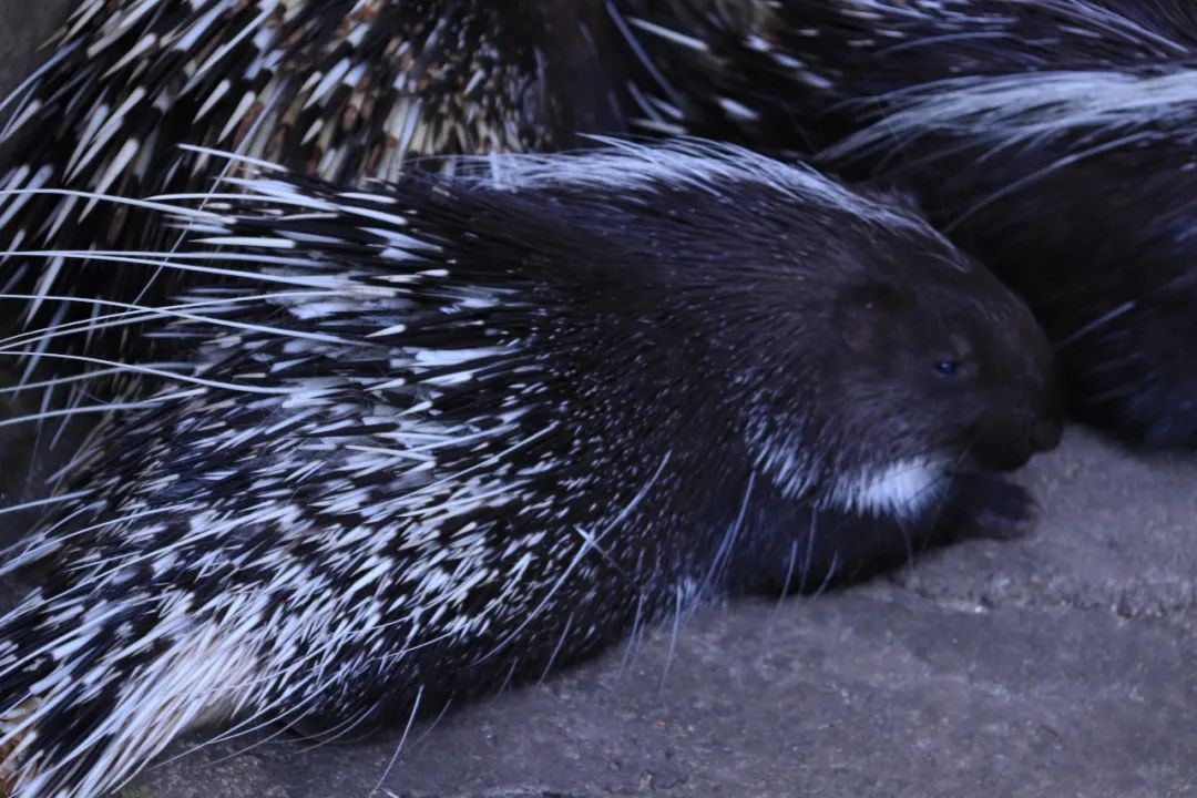 云南野生动物园(微信)