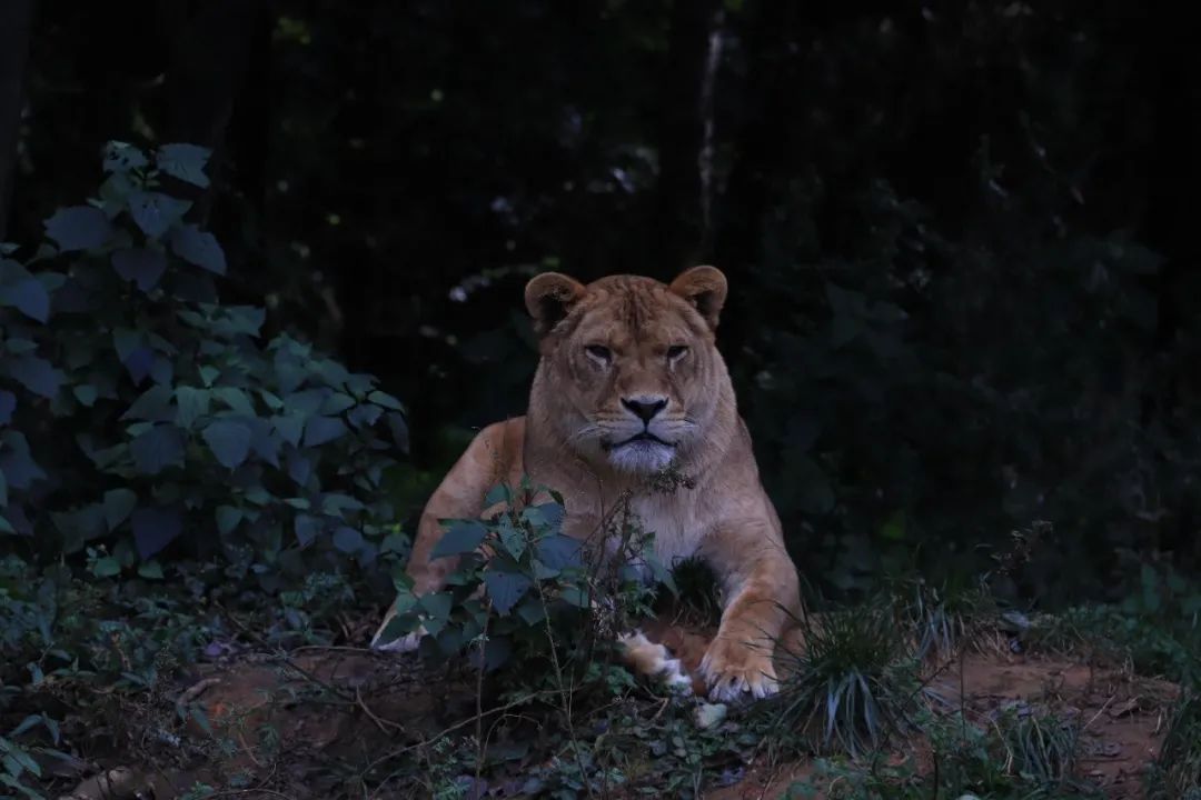 云南野生动物园(微信)