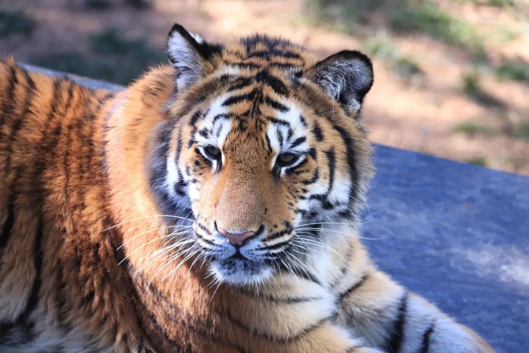 云南野生动物园(微信)