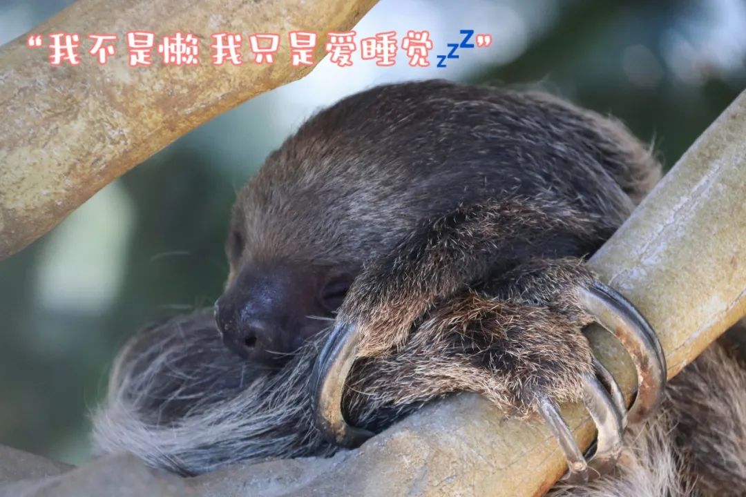 云南野生动物园(微信)