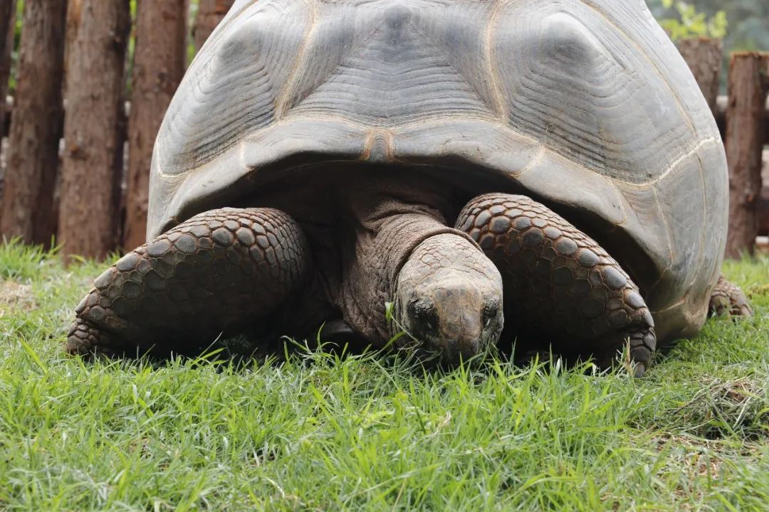 云南野生动物园(微信)