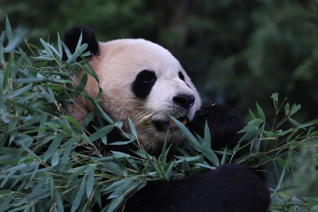 云南野生动物园(微信)