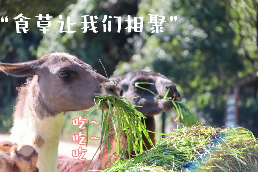 云南野生动物园(微信)