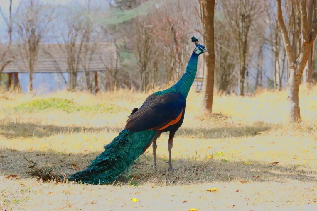 云南野生动物园(微信)