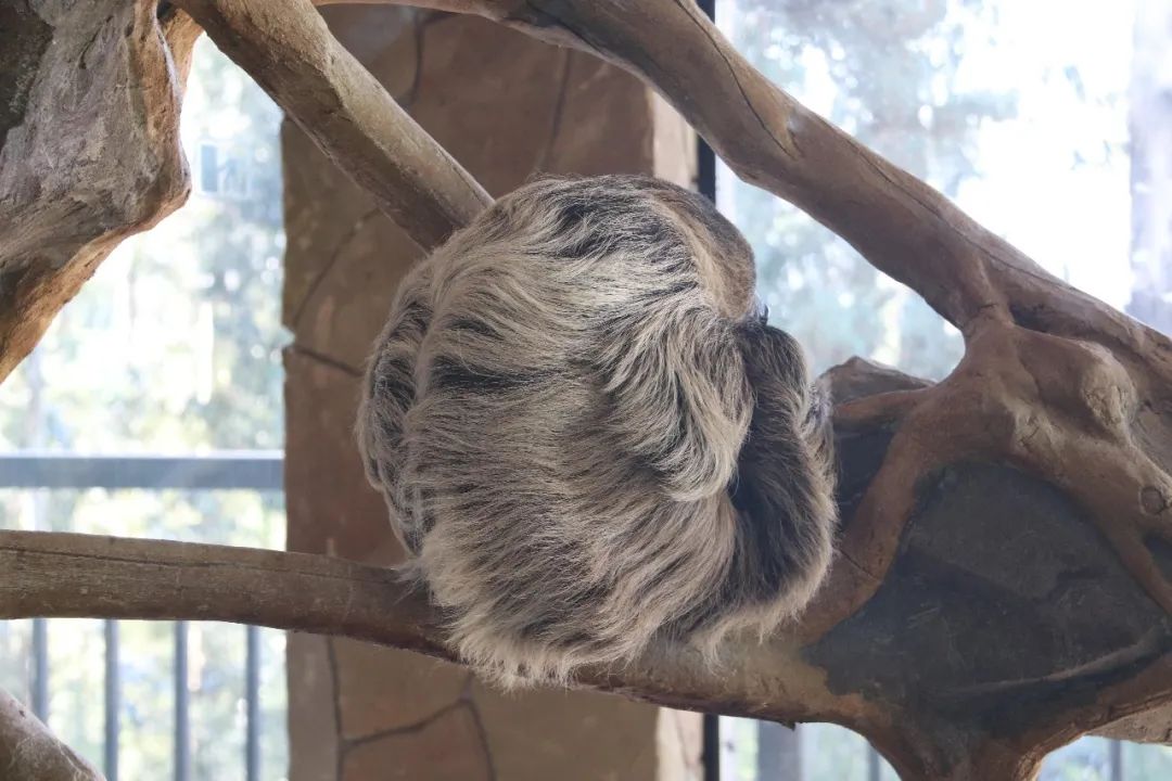 云南野生动物园(微信)