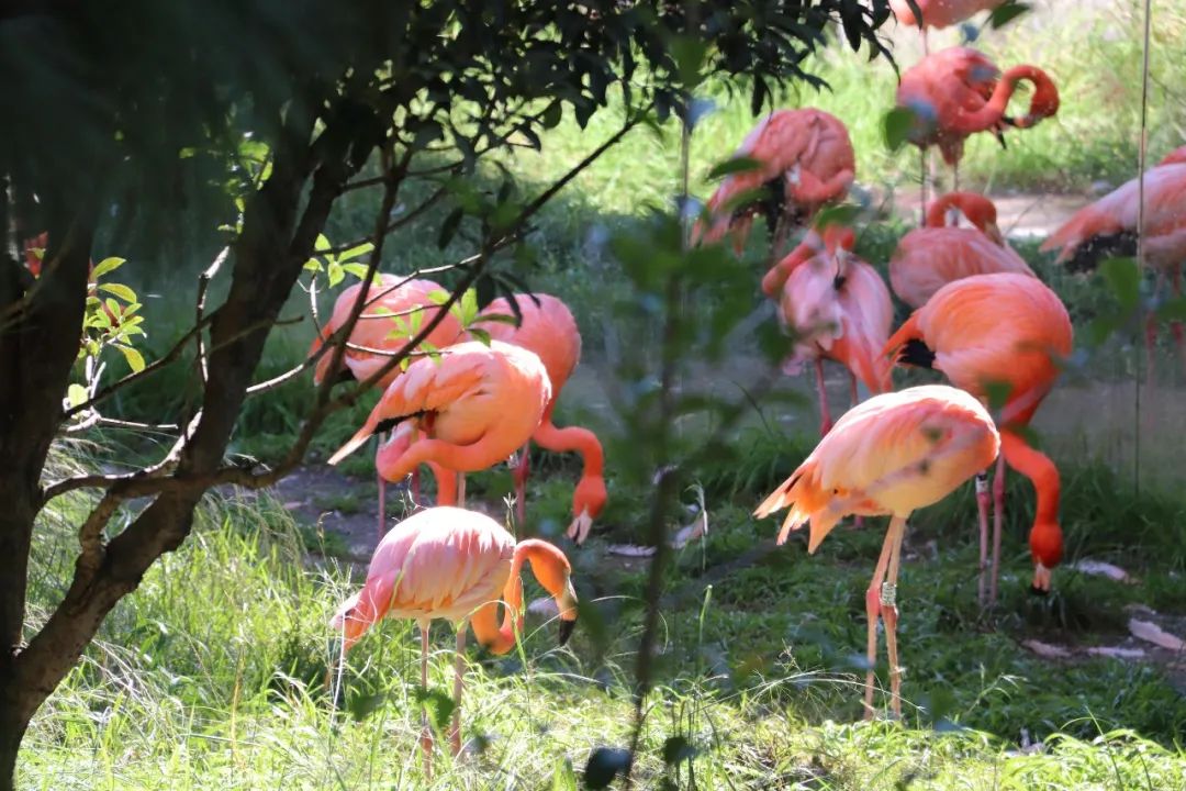 云南野生动物园(微信)