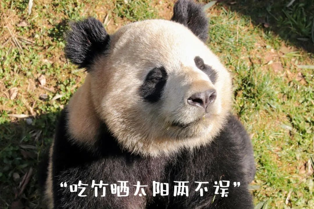 云南野生动物园(微信)