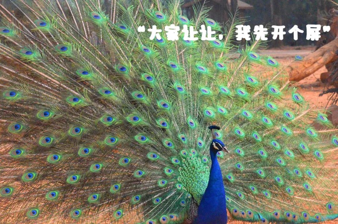 云南野生动物园(微信)