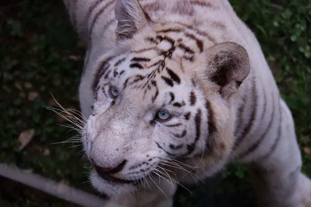 云南野生动物园(微信)