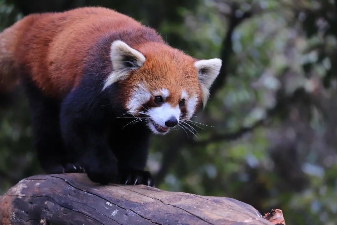 云南野生动物园(微信)
