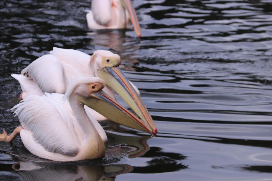 云南野生动物园(微信)