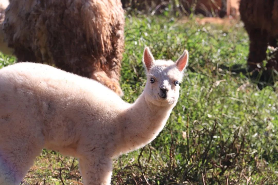 云南野生动物园(微信)
