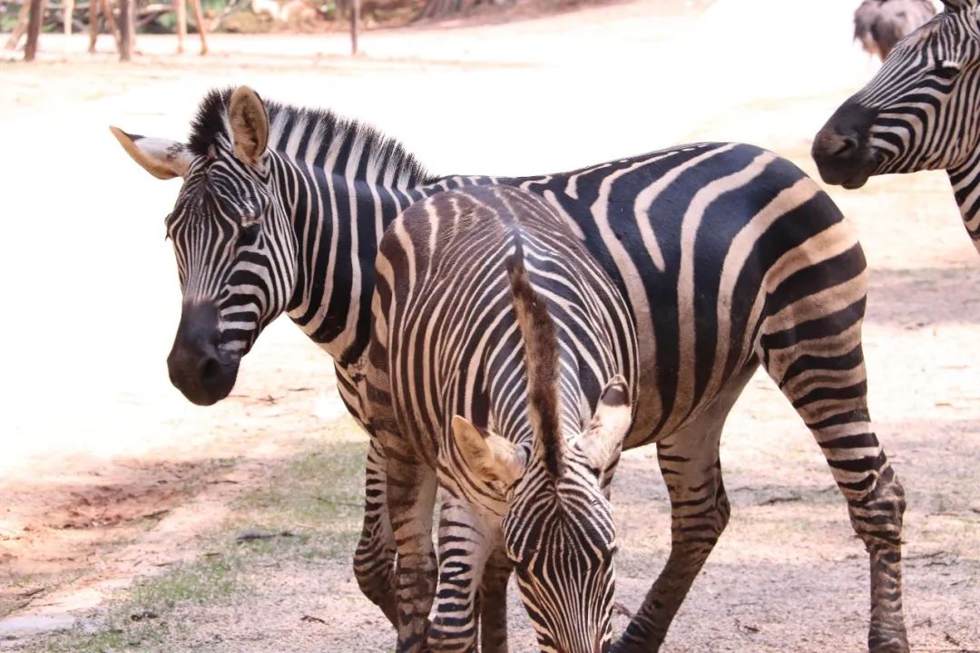 云南野生动物园(微信)