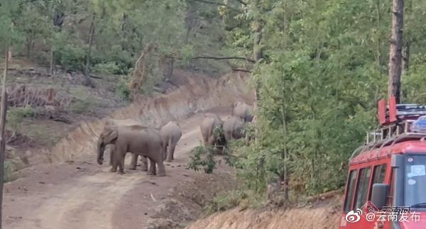 监测队员转场突遇象群 冷静处理后继续监测
