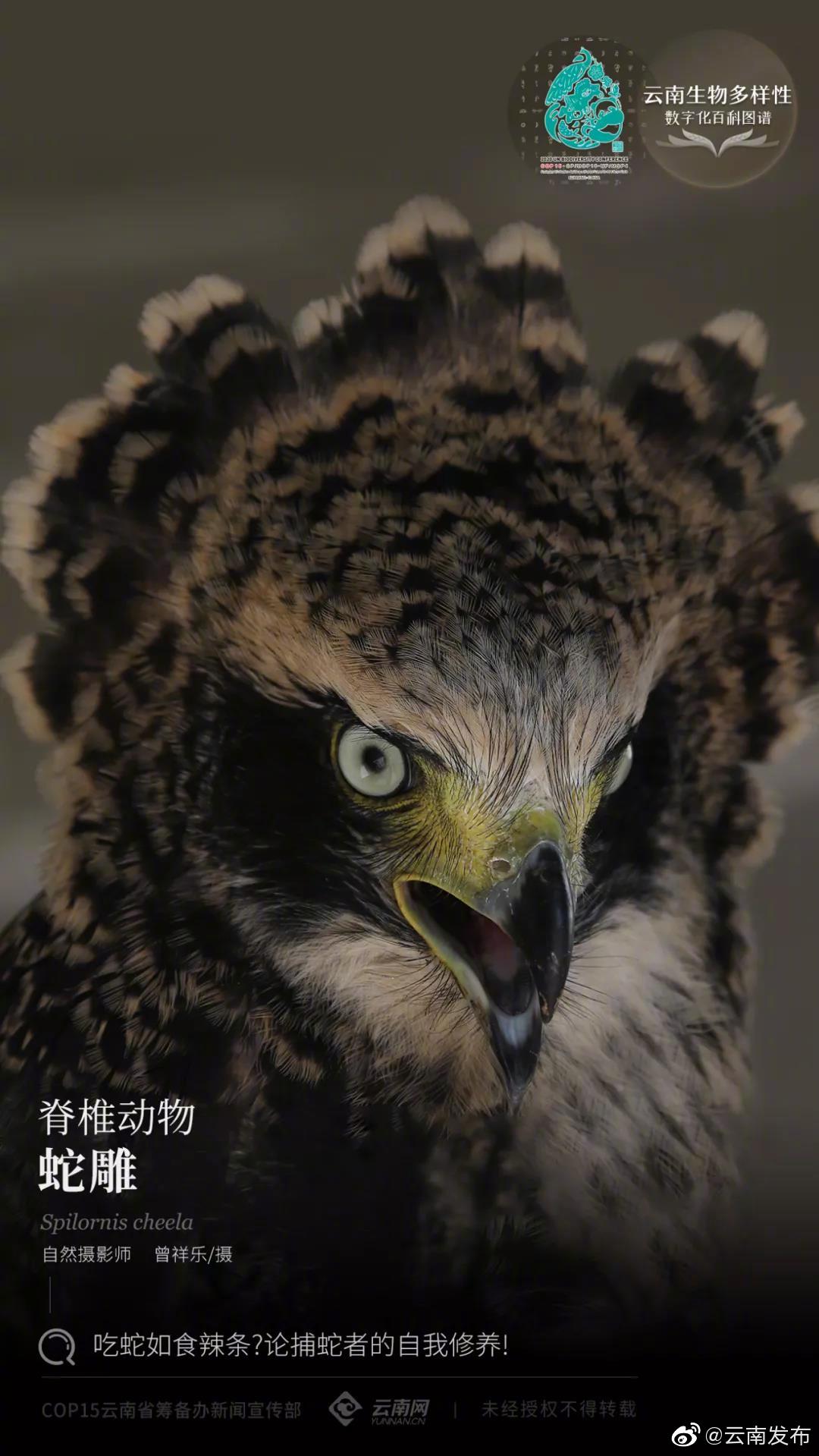 云南生物多样性数字化百科|脊椎动物·蛇雕：吃蛇如食辣条？论捕蛇者的自我修养！