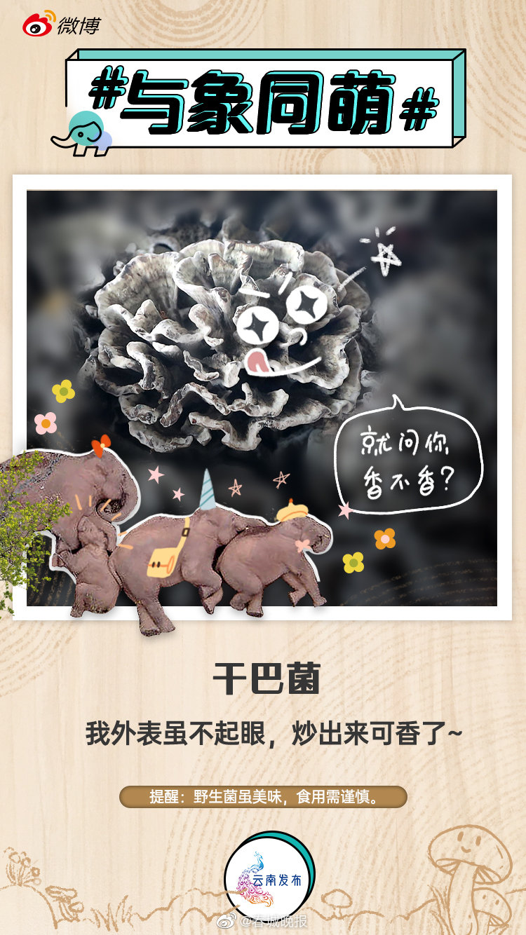 干巴菌：人间百味在其中