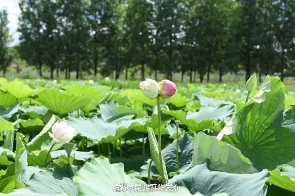 “昆明五华发布”微博
