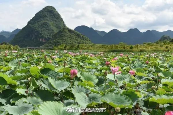 “昆明五华发布”微博