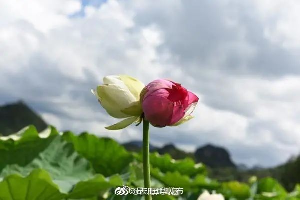 “昆明五华发布”微博