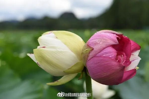 “昆明五华发布”微博