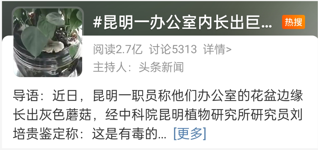 春城晚报(微信)