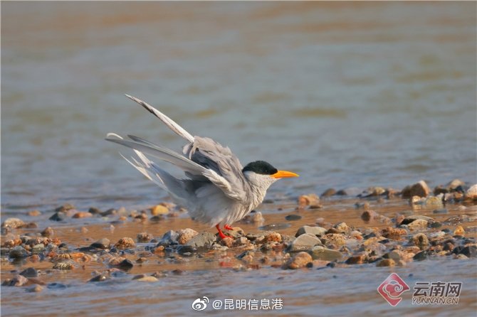 昆明信息港微博