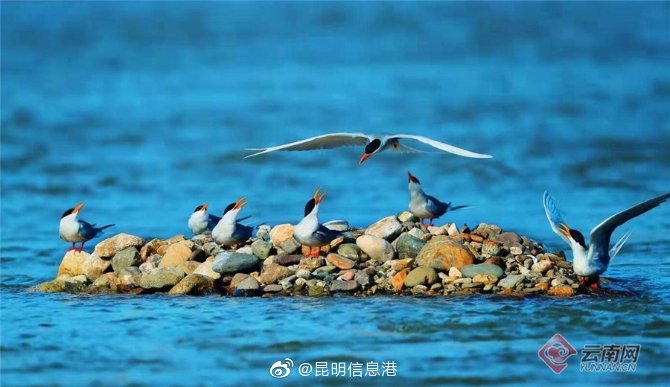 昆明信息港微博