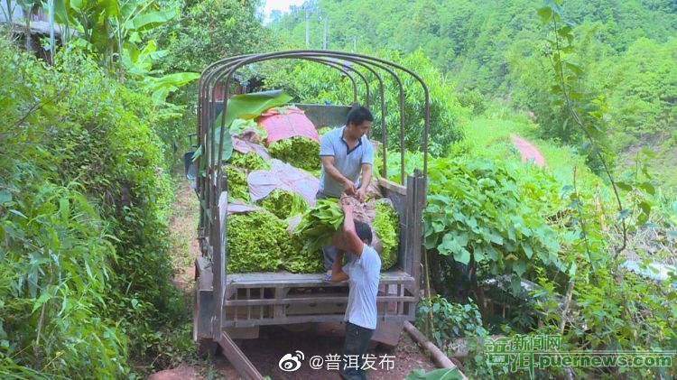 景东县8.52万亩烤烟进入“烘烤”季
