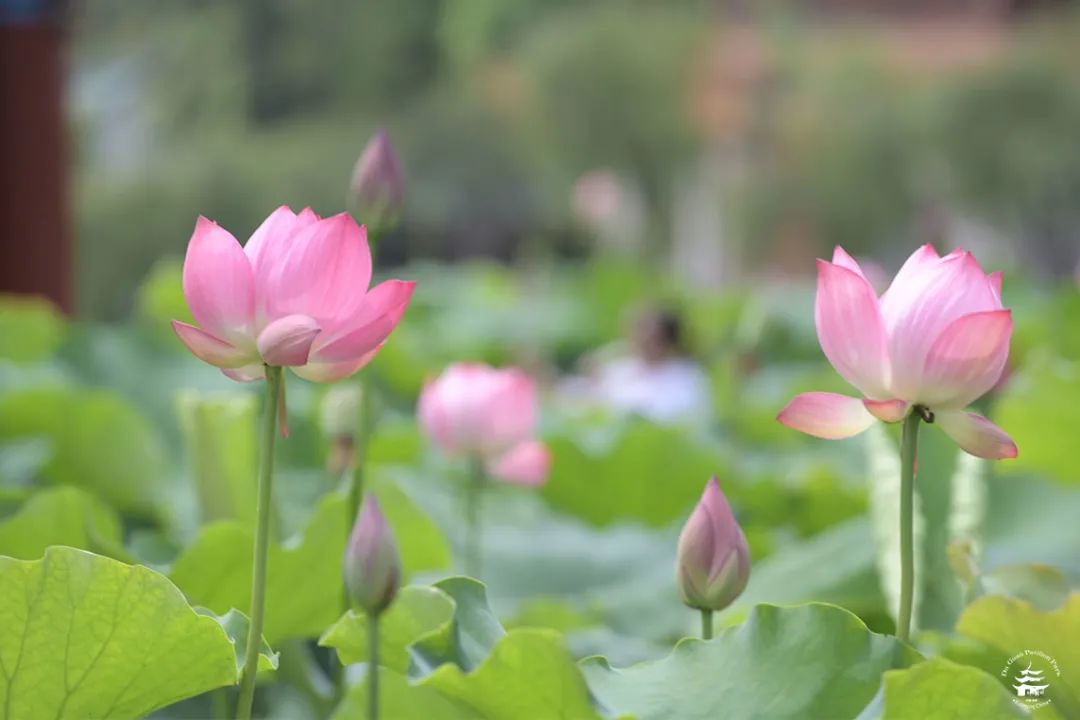 大观楼
