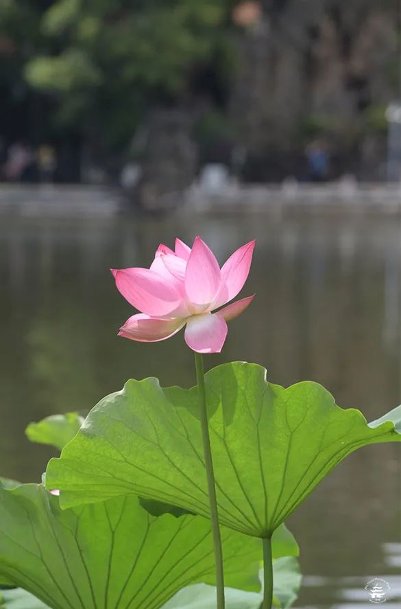 大观楼