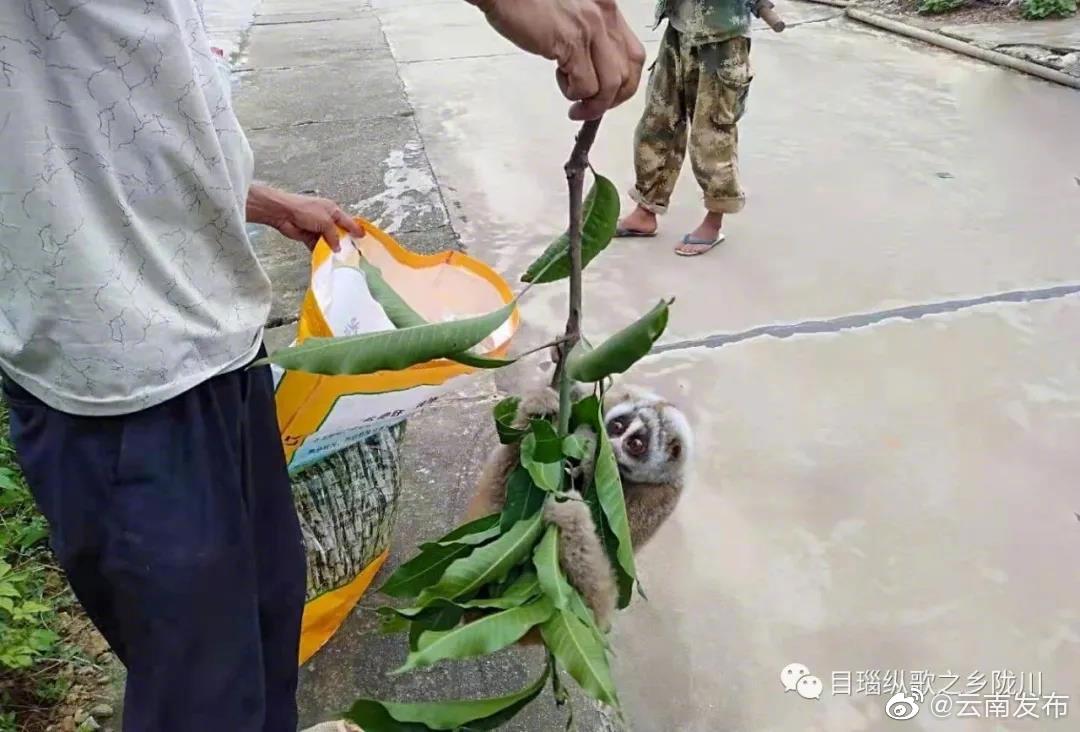 “云南发布”微博