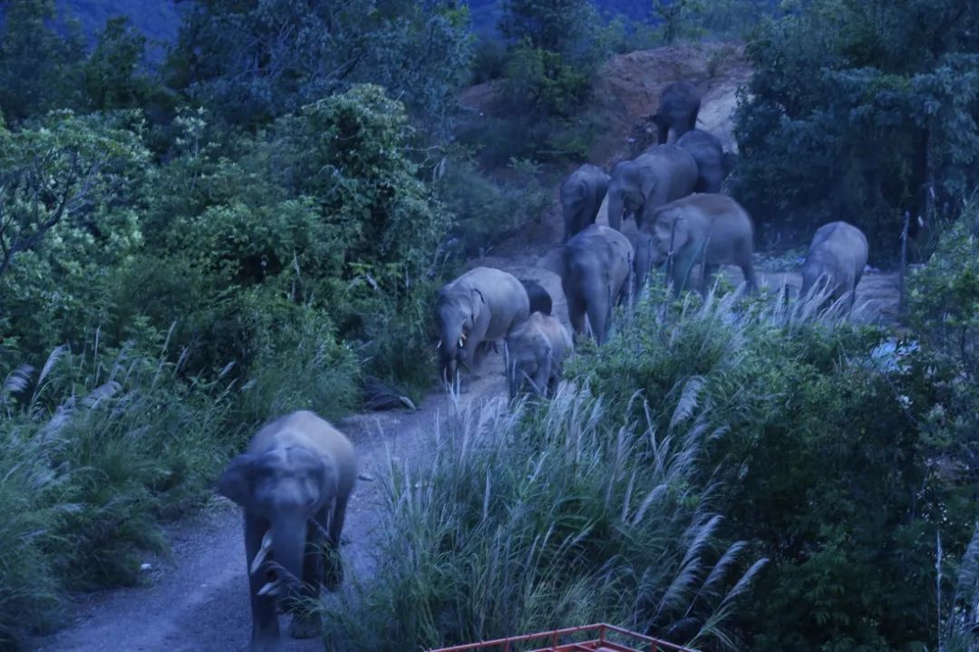 玉溪发布(微信)