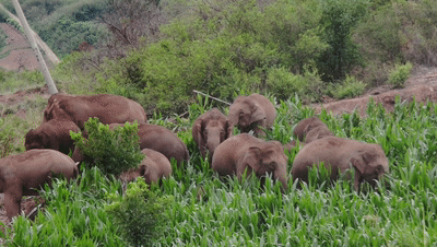 玉溪发布(微信)