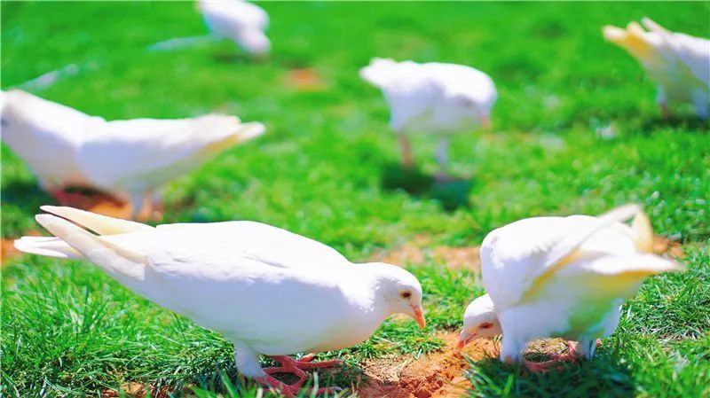 红河文旅(微信)