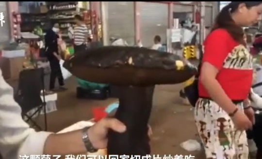 春城晚报(微信)